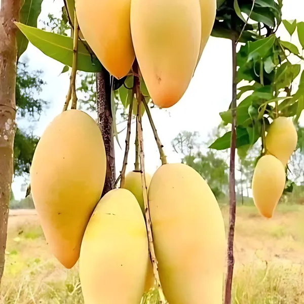 Catimon_Mango_Plant_|_Grafted_Exotic_Hybrid_Variety_|_Sweet_Aromatic_Fruits_|_High_Yield_|_Healthy_Live_Plant_Guaranteed