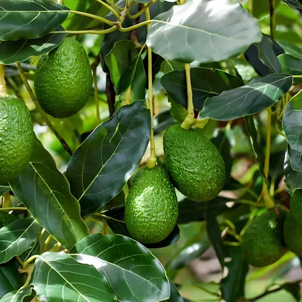 Hass_Avocado_Plant_|_Grafted_Exotic_Variety_|_Creamy_Nutrient-Rich_Fruits_|_High_Yield_|_Healthy_Live_Plant_Guaranteed.