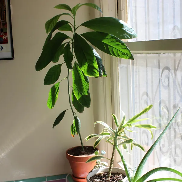 Hass_Avocado_Plant_|_Grafted_Exotic_Variety_|_Creamy_Nutrient-Rich_Fruits_|_High_Yield_|_Healthy_Live_Plant_Guaranteed.