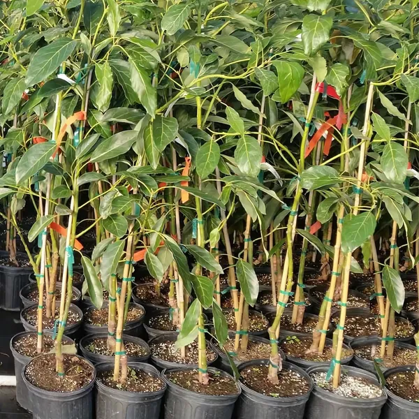 Hass_Avocado_Plant_|_Grafted_Exotic_Variety_|_Creamy_Nutrient-Rich_Fruits_|_High_Yield_|_Healthy_Live_Plant_Guaranteed.