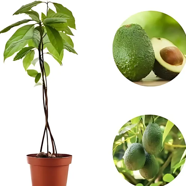 Hass_Avocado_Plant_|_Grafted_Exotic_Variety_|_Creamy_Nutrient-Rich_Fruits_|_High_Yield_|_Healthy_Live_Plant_Guaranteed.