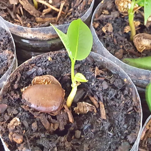 Golden_Custard_Apple_Plant_|_Grafted_Rare_Exotic_Variety_|_Sweet_Creamy_Fruits_|_High_Yield_|_Healthy_Live_Plant_Guaranteed.