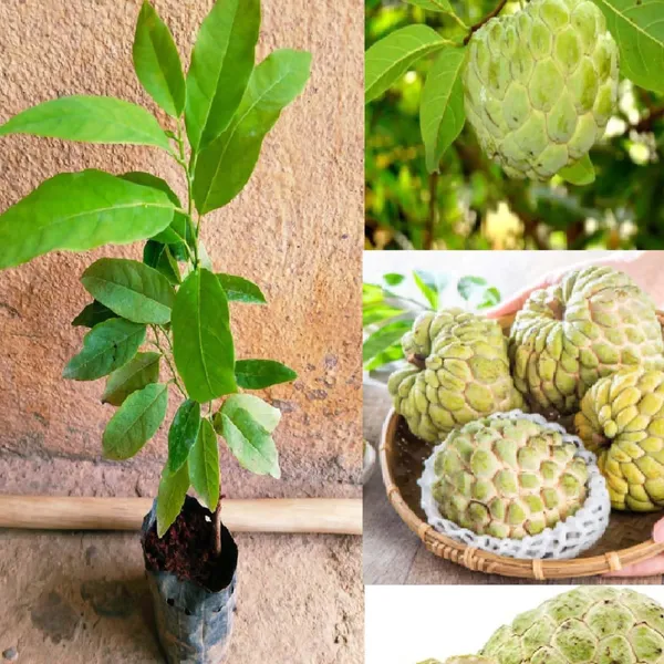 Golden_Custard_Apple_Plant_|_Grafted_Rare_Exotic_Variety_|_Sweet_Creamy_Fruits_|_High_Yield_|_Healthy_Live_Plant_Guaranteed.