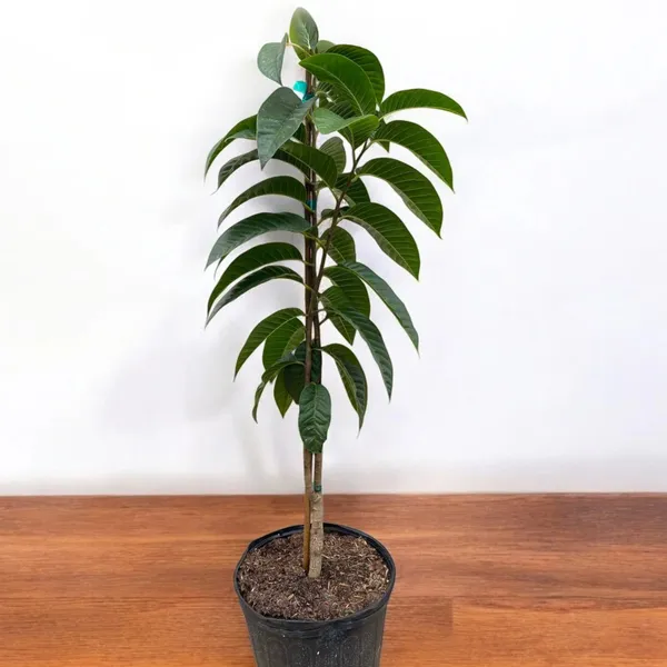 Golden_Custard_Apple_Plant_|_Grafted_Rare_Exotic_Variety_|_Sweet_Creamy_Fruits_|_High_Yield_|_Healthy_Live_Plant_Guaranteed.