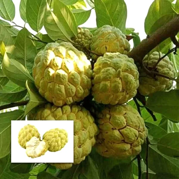 Golden_Custard_Apple_Plant_|_Grafted_Rare_Exotic_Variety_|_Sweet_Creamy_Fruits_|_High_Yield_|_Healthy_Live_Plant_Guaranteed.