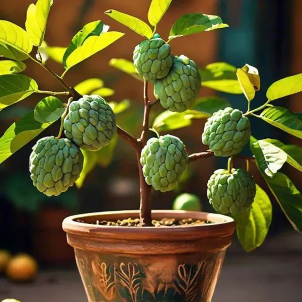 Golden_Custard_Apple_Plant_|_Grafted_Rare_Exotic_Variety_|_Sweet_Creamy_Fruits_|_High_Yield_|_Healthy_Live_Plant_Guaranteed.