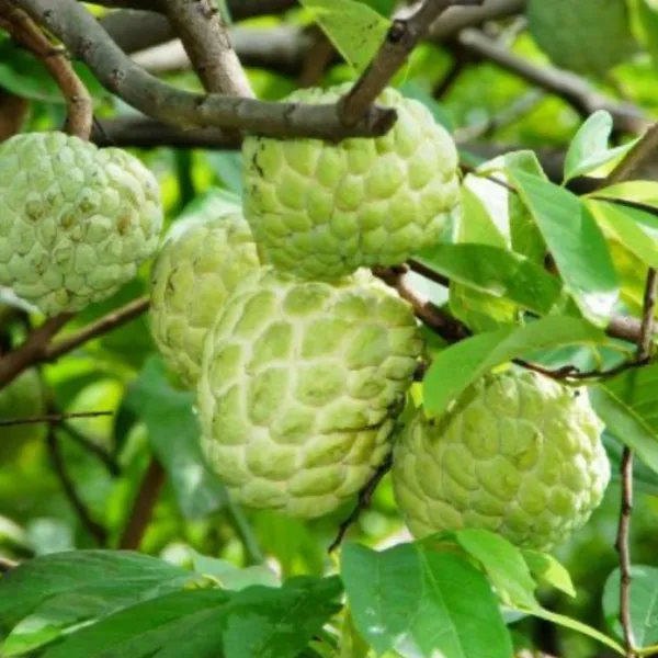 Golden_Custard_Apple_Plant_|_Grafted_Rare_Exotic_Variety_|_Sweet_Creamy_Fruits_|_High_Yield_|_Healthy_Live_Plant_Guaranteed.