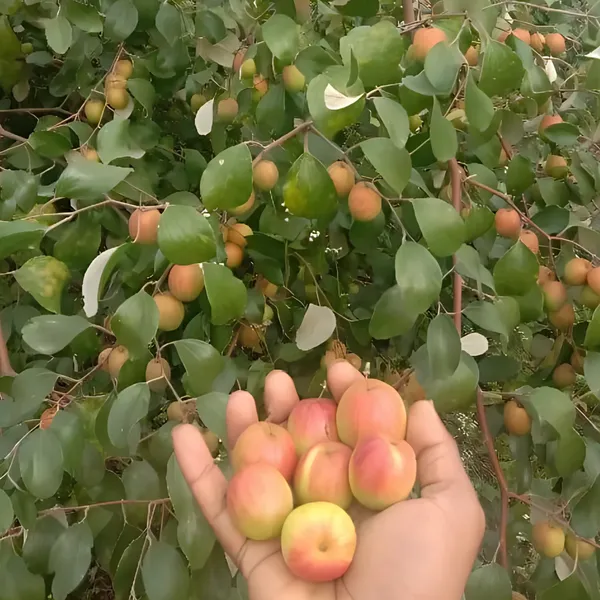 Kashmiri_Green_Apple_Ber_Plant_|_Grafted