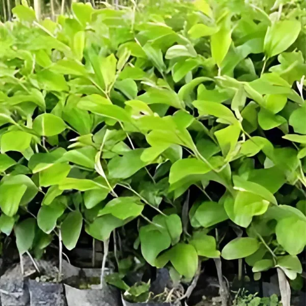 Kashmiri_Green_Apple_Ber_Plant_|_Grafted