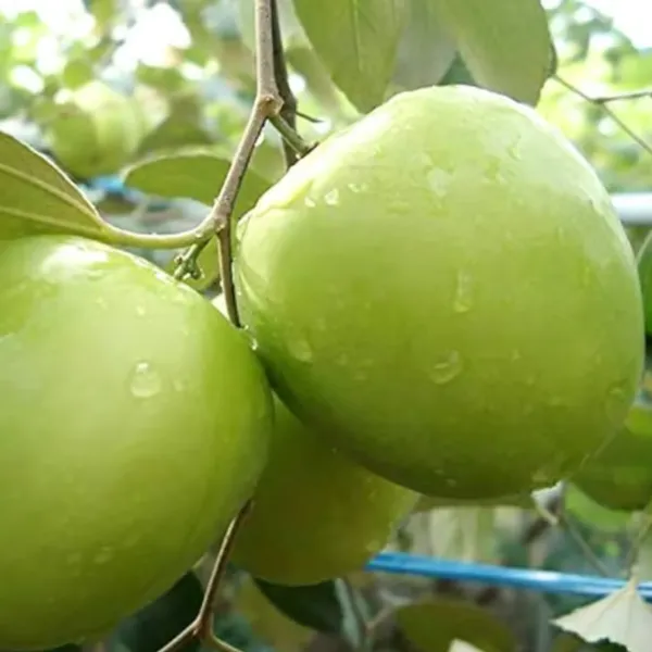 Kashmiri_Green_Apple_Ber_Plant_|_Grafted