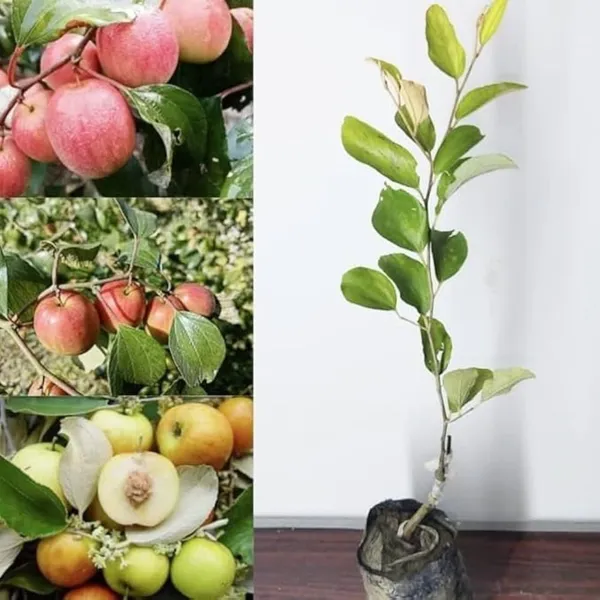Kashmiri_Green_Apple_Ber_Plant_|_Grafted