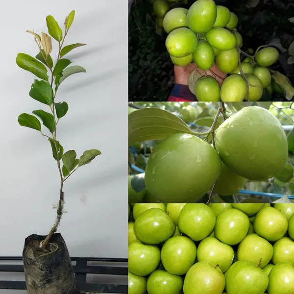 Kashmiri_Green_Apple_Ber_Plant_|_Grafted