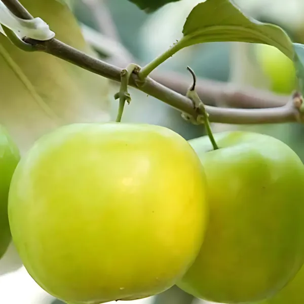 Kashmiri_Green_Apple_Ber_Plant_|_Grafted