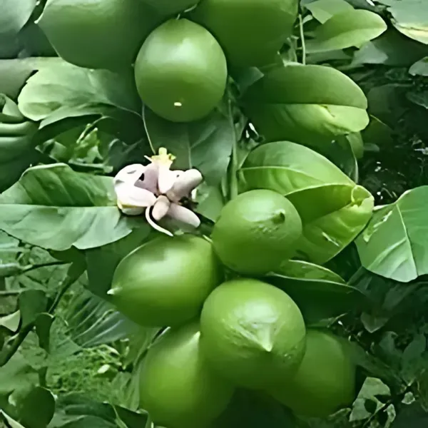 Seedless_Lemon_Plant_|_Air_Layered_High_Yield_Variety_|_Juicy_Aromatic_Fruits_|_Year-Round_Fruiting_|_Healthy_Live_Plant_Guaranteed
