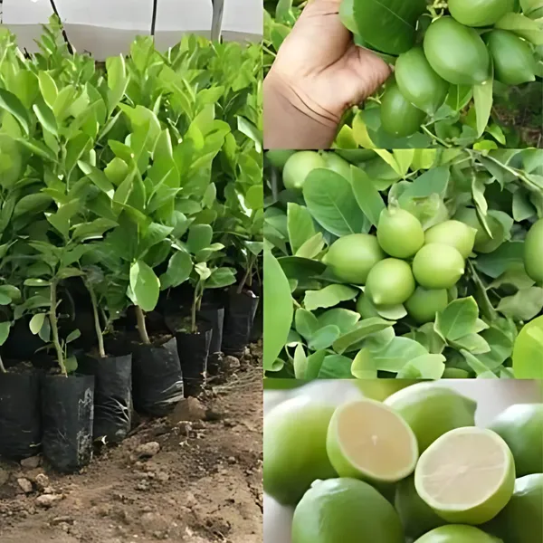 Seedless_Lemon_Plant_|_Air_Layered_High_Yield_Variety_|_Juicy_Aromatic_Fruits_|_Year-Round_Fruiting_|_Healthy_Live_Plant_Guaranteed