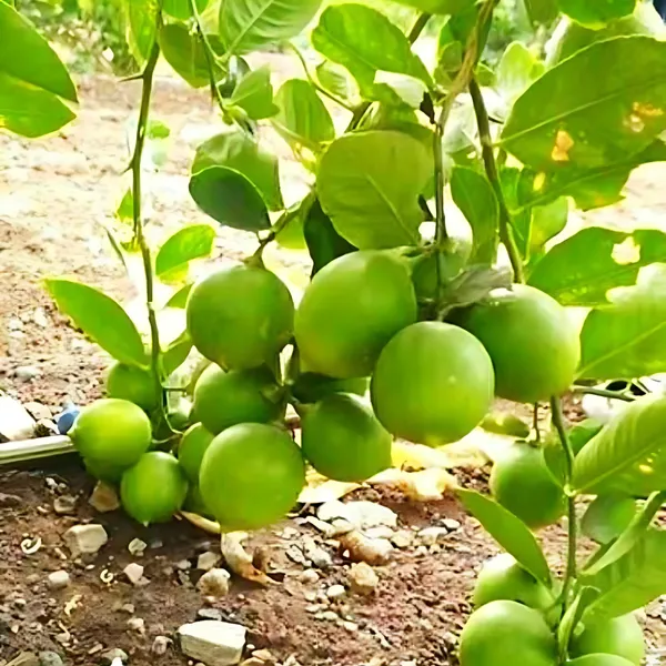 Seedless_Lemon_Plant_|_Air_Layered_High_Yield_Variety_|_Juicy_Aromatic_Fruits_|_Year-Round_Fruiting_|_Healthy_Live_Plant_Guaranteed