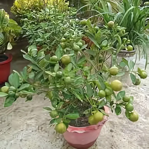 Seedless_Lemon_Plant_|_Air_Layered_High_Yield_Variety_|_Juicy_Aromatic_Fruits_|_Year-Round_Fruiting_|_Healthy_Live_Plant_Guaranteed
