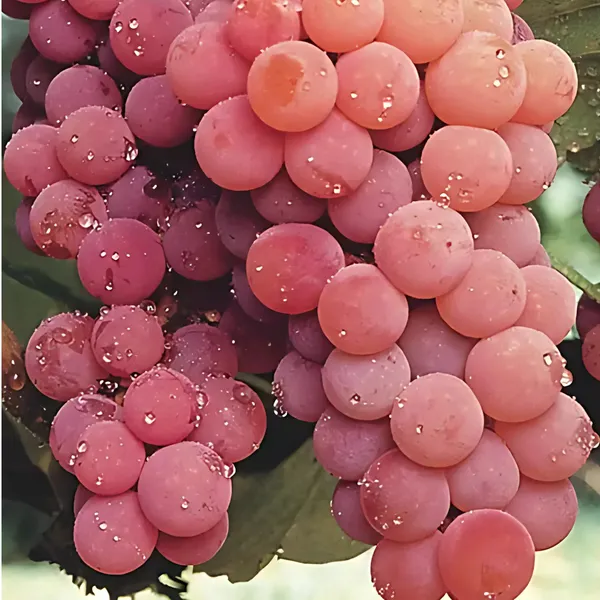 Red_Flame_Seedless_Grapes_Plant_|_Air_Layered_Exotic_High_Yield_Variety_|_Sweet_Juicy_Clusters_|_Fast_Growing_|_Healthy_Live_Plant_Guaranteed