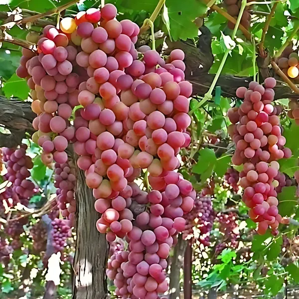 Red_Flame_Seedless_Grapes_Plant_|_Air_Layered_Exotic_High_Yield_Variety_|_Sweet_Juicy_Clusters_|_Fast_Growing_|_Healthy_Live_Plant_Guaranteed