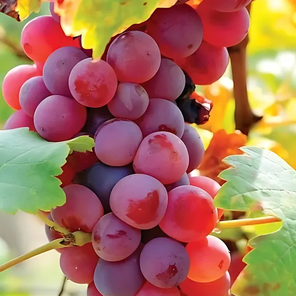 Red_Flame_Seedless_Grapes_Plant_|_Air_Layered_Exotic_High_Yield_Variety_|_Sweet_Juicy_Clusters_|_Fast_Growing_|_Healthy_Live_Plant_Guaranteed