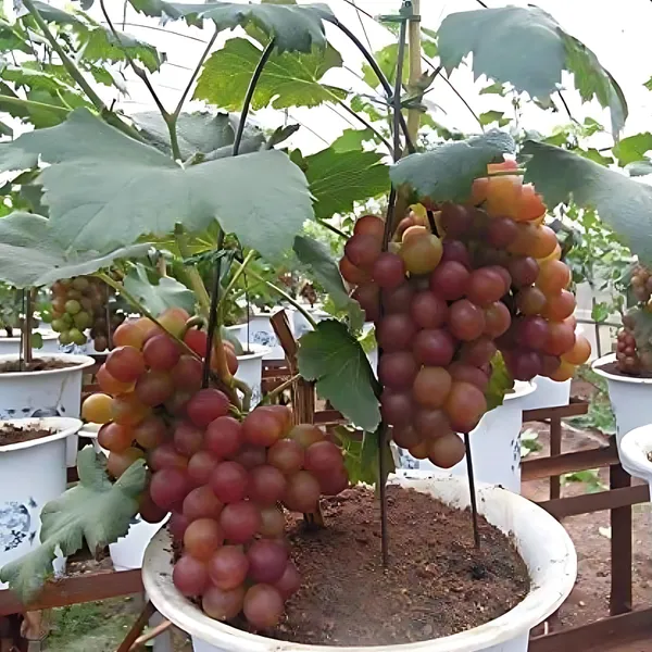 Red_Flame_Seedless_Grapes_Plant_|_Air_Layered_Exotic_High_Yield_Variety_|_Sweet_Juicy_Clusters_|_Fast_Growing_|_Healthy_Live_Plant_Guaranteed