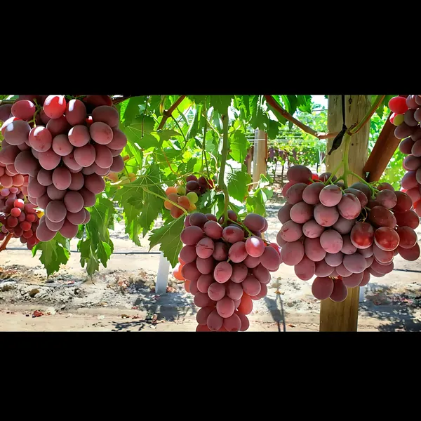 Red_Flame_Seedless_Grapes_Plant_|_Air_Layered_Exotic_High_Yield_Variety_|_Sweet_Juicy_Clusters_|_Fast_Growing_|_Healthy_Live_Plant_Guaranteed