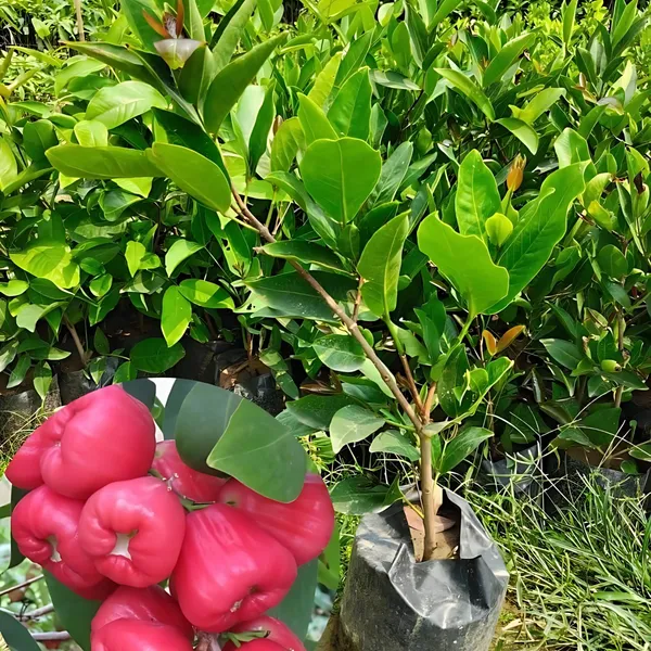 Thai_Red_Water_Apple_Plant_|_Air_Layered_Exotic_High_Yield_Variety_|_Sweet_Juicy_Fruits_|_Fast_Growing_|_Healthy_Live_Plant_Guaranteed