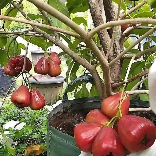 Thai_Red_Water_Apple_Plant_|_Air_Layered_Exotic_High_Yield_Variety_|_Sweet_Juicy_Fruits_|_Fast_Growing_|_Healthy_Live_Plant_Guaranteed