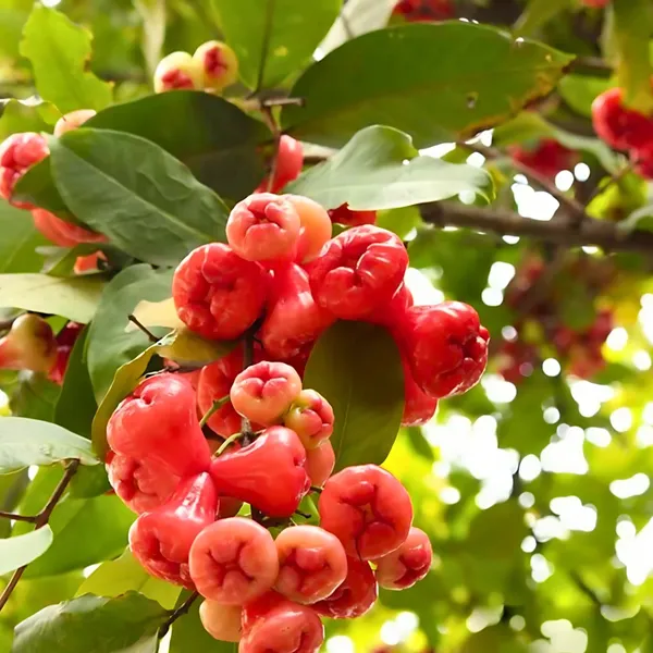 Thai_Red_Water_Apple_Plant_|_Air_Layered_Exotic_High_Yield_Variety_|_Sweet_Juicy_Fruits_|_Fast_Growing_|_Healthy_Live_Plant_Guaranteed
