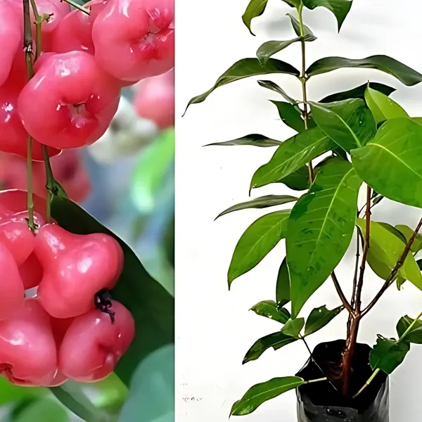 Thai_Red_Water_Apple_Plant_|_Air_Layered_Exotic_High_Yield_Variety_|_Sweet_Juicy_Fruits_|_Fast_Growing_|_Healthy_Live_Plant_Guaranteed