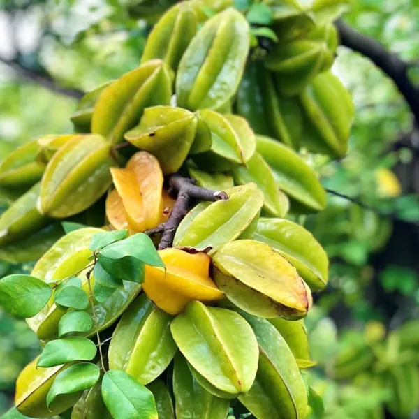 Thai_Sweet_Starfruit_Plant_|_Grafted_Exotic_High_Yield_Variety_|_Sweet_Crunchy_Fruits_|_Early_Fruiting_|_Healthy_Live_Plant_Guaranteed
