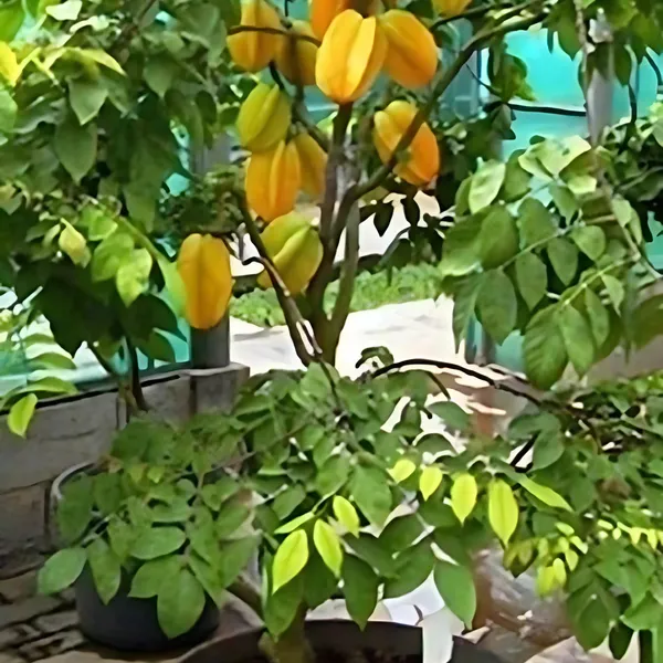 Thai_Sweet_Starfruit_Plant_|_Grafted_Exotic_High_Yield_Variety_|_Sweet_Crunchy_Fruits_|_Early_Fruiting_|_Healthy_Live_Plant_Guaranteed