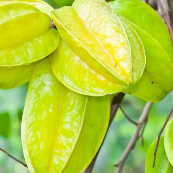 Thai_Sweet_Starfruit_Plant_|_Grafted_Exotic_High_Yield_Variety_|_Sweet_Crunchy_Fruits_|_Early_Fruiting_|_Healthy_Live_Plant_Guaranteed