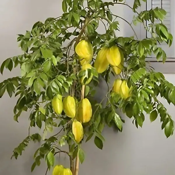 Thai_Sweet_Starfruit_Plant_|_Grafted_Exotic_High_Yield_Variety_|_Sweet_Crunchy_Fruits_|_Early_Fruiting_|_Healthy_Live_Plant_Guaranteed