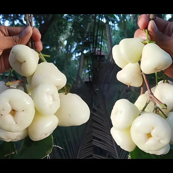 Indian_White_Water_Apple_Plant_|_Air_Layered_High_Yield_Variety_|_Sweet_Juicy_Fruits_|_Fast_Growing_|_Healthy_Live_Plant_Guaranteed.