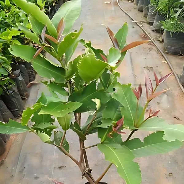 Indian_White_Water_Apple_Plant_|_Air_Layered_High_Yield_Variety_|_Sweet_Juicy_Fruits_|_Fast_Growing_|_Healthy_Live_Plant_Guaranteed.