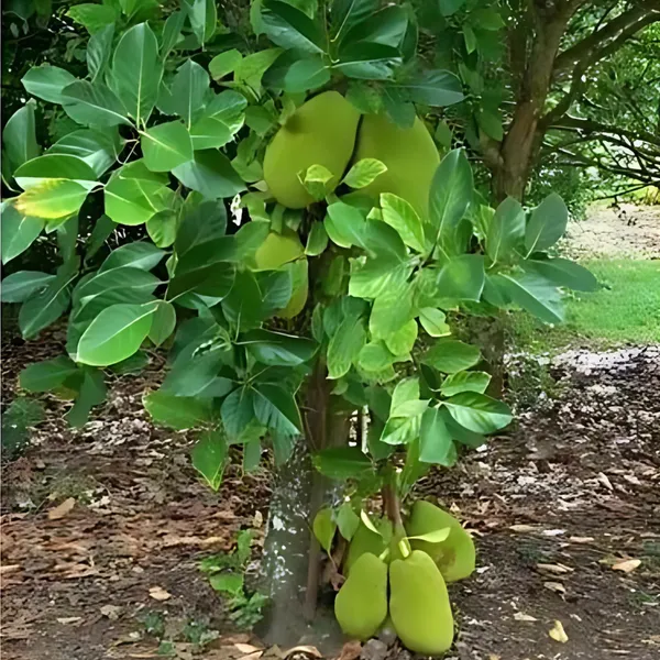 Thai_All-Time_Jackfruit_Plant_|_Grafted_Year-Round_Fruiting_Variety_|_Sweet_Aromatic_Fruits_|_High_Yield_|_Healthy_Live_Plant_Guaranteed