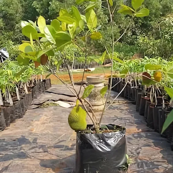Thai_All-Time_Jackfruit_Plant_|_Grafted_Year-Round_Fruiting_Variety_|_Sweet_Aromatic_Fruits_|_High_Yield_|_Healthy_Live_Plant_Guaranteed
