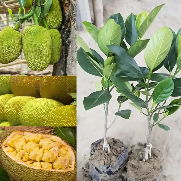 Thai_All-Time_Jackfruit_Plant_|_Grafted_Year-Round_Fruiting_Variety_|_Sweet_Aromatic_Fruits_|_High_Yield_|_Healthy_Live_Plant_Guaranteed