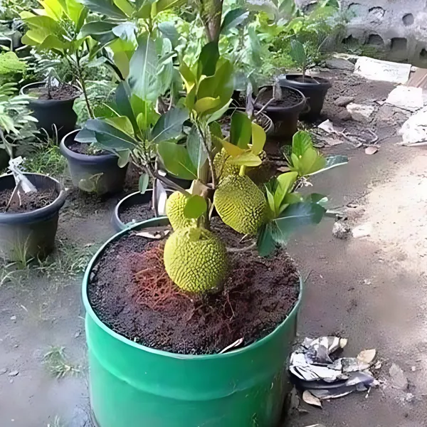 Thai_All-Time_Jackfruit_Plant_|_Grafted_Year-Round_Fruiting_Variety_|_Sweet_Aromatic_Fruits_|_High_Yield_|_Healthy_Live_Plant_Guaranteed