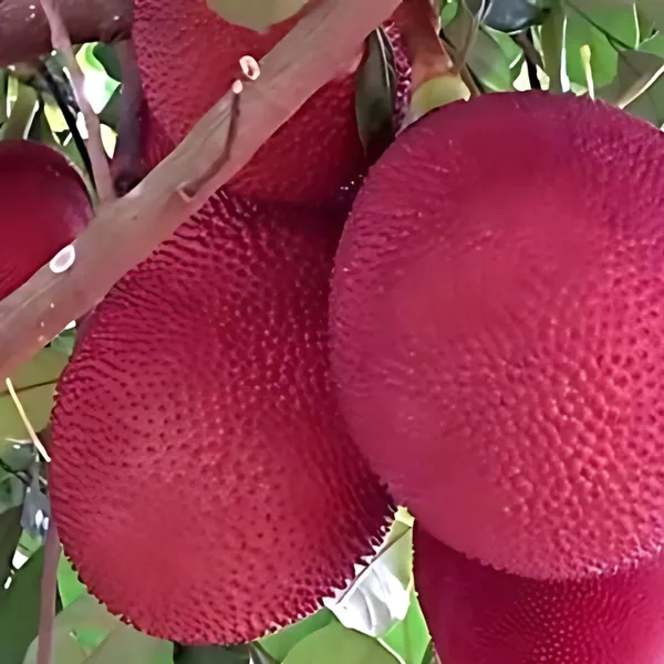 Thai_Pink_Jackfruit_Plant_|_Grafted_Exotic_High_Yield_Variety_|_Sweet_Fragrant_Fruits_|_Early_Fruiting_|_Healthy_Live_Plant_Guaranteed