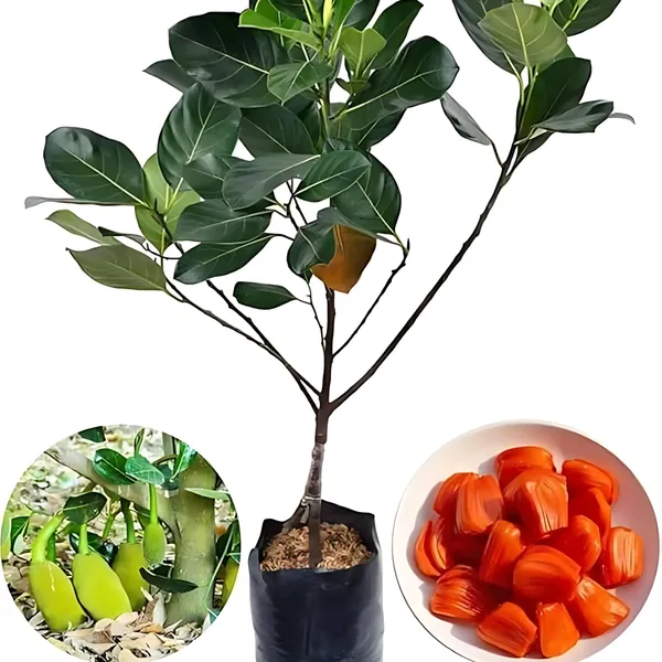 Thai_Pink_Jackfruit_Plant_|_Grafted_Exotic_High_Yield_Variety_|_Sweet_Fragrant_Fruits_|_Early_Fruiting_|_Healthy_Live_Plant_Guaranteed