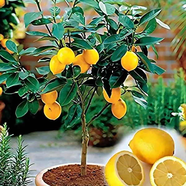 Kagzi_Nimboo_(Lemon)_Plant_|_Air_Layered_High_Yield_Juicy_Variety_|_Year-Round_Fruiting_|_Suitable_for_Pots_&_Gardens_|_Healthy_Live_Plant_Guaranteed