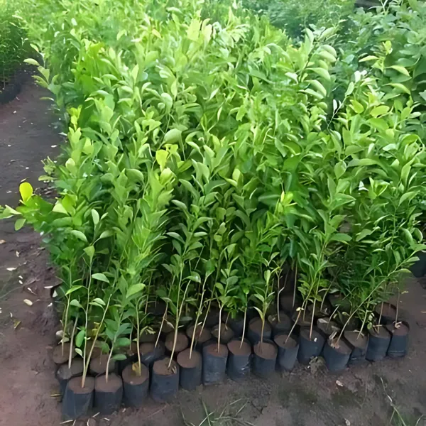 Kagzi_Nimboo_(Lemon)_Plant_|_Air_Layered_High_Yield_Juicy_Variety_|_Year-Round_Fruiting_|_Suitable_for_Pots_&_Gardens_|_Healthy_Live_Plant_Guaranteed