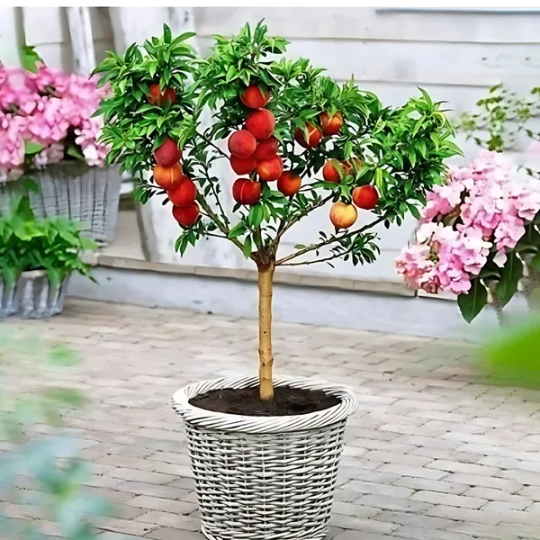 Aloo_Bukhara_(Plum)_Plant_|_Air_Layered_High_Yield_Sweet_Variety_|_Juicy_Flavorful_Fruits_|_Early_Fruiting_|_Healthy_Live_Plant_Guaranteed