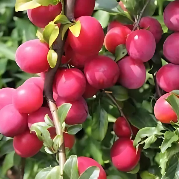 Aloo_Bukhara_(Plum)_Plant_|_Air_Layered_High_Yield_Sweet_Variety_|_Juicy_Flavorful_Fruits_|_Early_Fruiting_|_Healthy_Live_Plant_Guaranteed