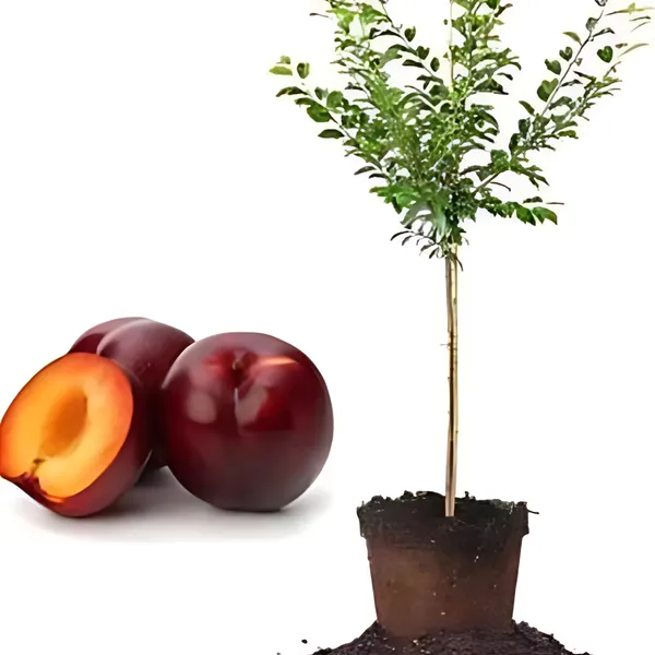 Aloo_Bukhara_(Plum)_Plant_|_Air_Layered_High_Yield_Sweet_Variety_|_Juicy_Flavorful_Fruits_|_Early_Fruiting_|_Healthy_Live_Plant_Guaranteed