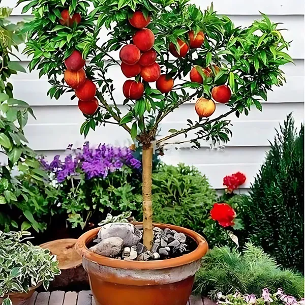 Aloo_Bukhara_(Plum)_Plant_|_Air_Layered_High_Yield_Sweet_Variety_|_Juicy_Flavorful_Fruits_|_Early_Fruiting_|_Healthy_Live_Plant_Guaranteed