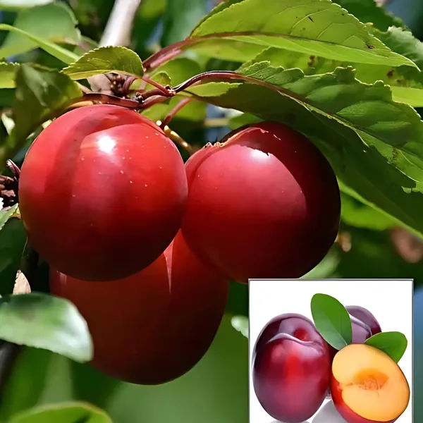 Aloo_Bukhara_(Plum)_Plant_|_Air_Layered_High_Yield_Sweet_Variety_|_Juicy_Flavorful_Fruits_|_Early_Fruiting_|_Healthy_Live_Plant_Guaranteed