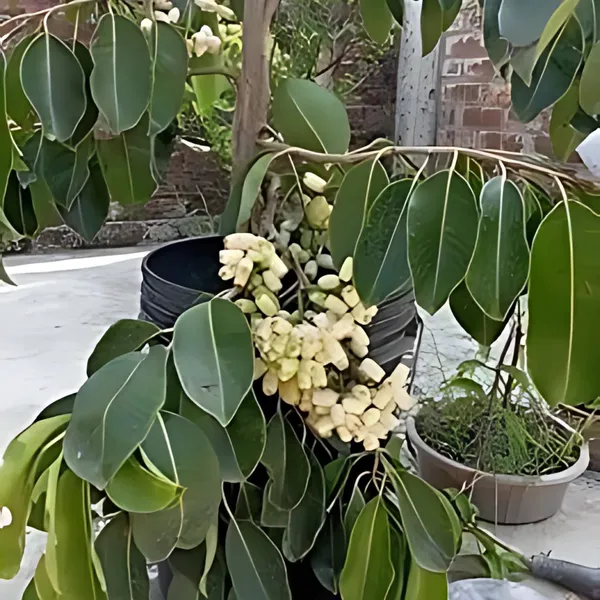 Thai_White_Jamun_Plant_|_Grafted_Rare_Exotic_Variety_|_Sweet_Large_Fruits_|_High_Yield_|_Healthy_Live_Plant_Guaranteed.